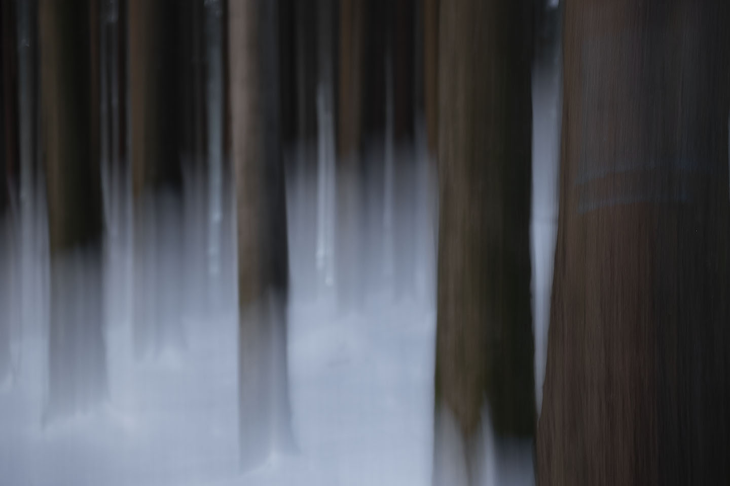 Winter im Risi-Wald